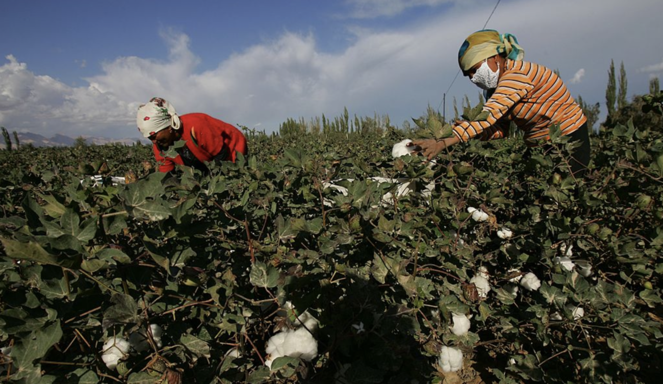 日本の大手アパレル「三陽商会」と「TSIホールディングス」が新疆ウイグル自治区の綿製品の使用中止を発表　未だに中共に媚びるユニクロは株価下落