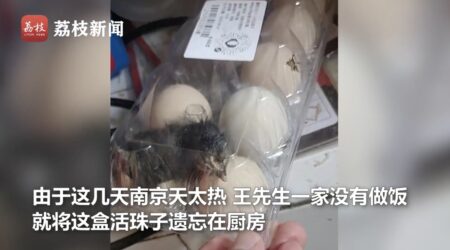 【中国】猛暑により、ネットで購入した卵からヒヨコが孵化、生きたエビが帰宅途中でボイル、太陽熱で卵焼きが作れる、などの異常事態が発生