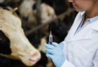 【オーストラリア・ニューサウスウエールズ州】家畜牛への「mRNAワクチン」の接種を義務化するも、接種した牛200頭のうち35頭が即死
