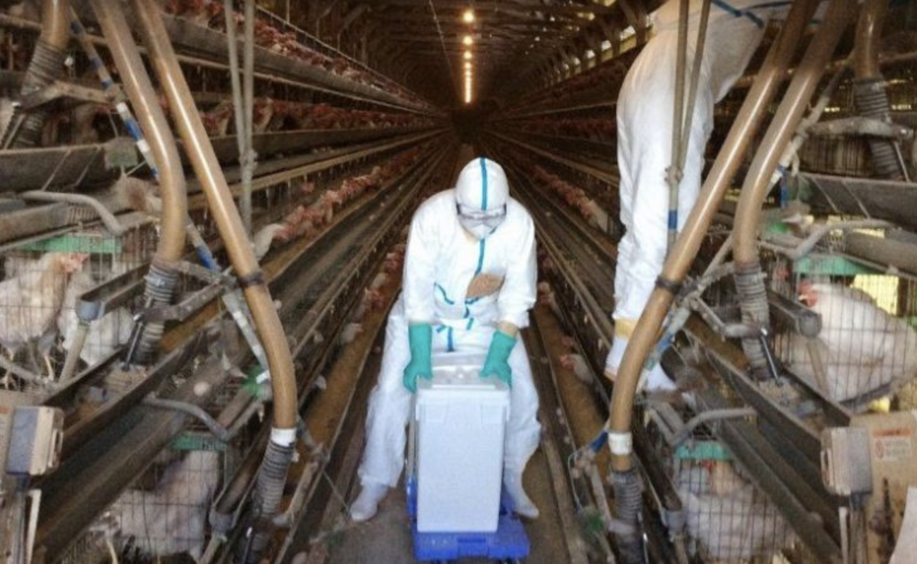 【中国共産党の破壊工作】岡山県と北海道の養鶏場で鳥インフルエンザの感染を確認、計約34万羽のニワトリを殺処分