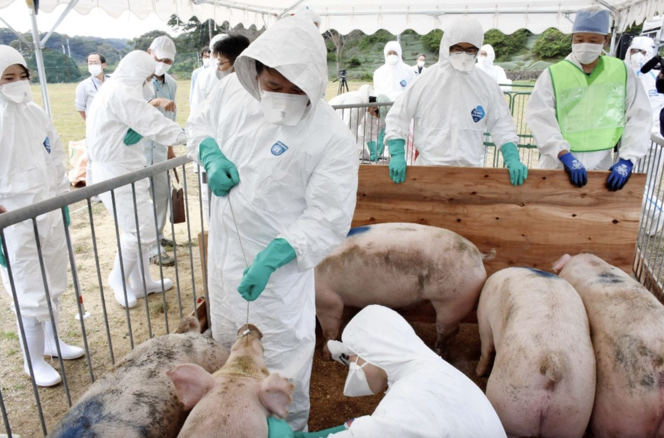 『豚熱』の原因は、国策のワクチン接種が原因だった!!　家畜の“全頭殺処分”に専門家から異論の声
