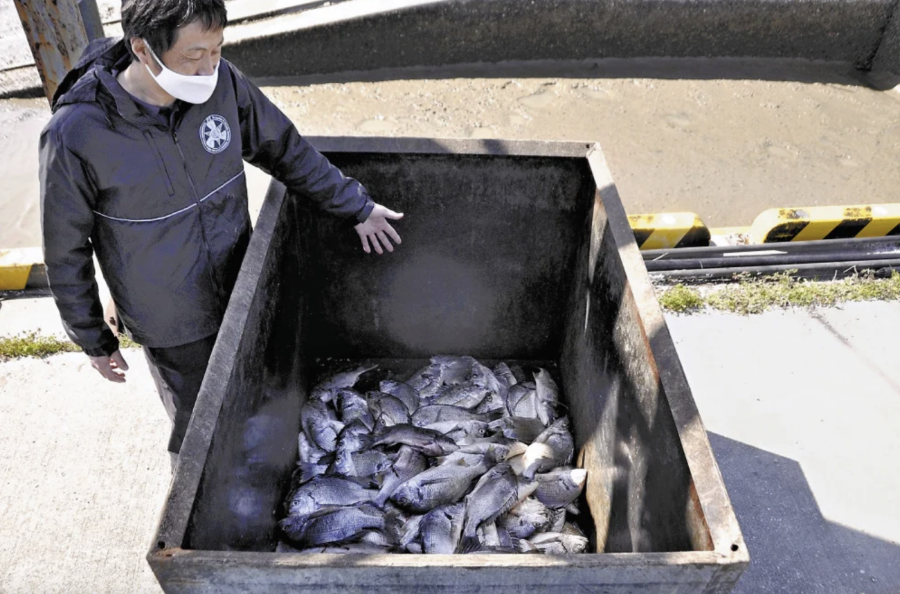 【食料危機は嘘】熊本県でクロダイが大量発生　駆除に乗り出す県の対応に疑問を呈する声が殺到