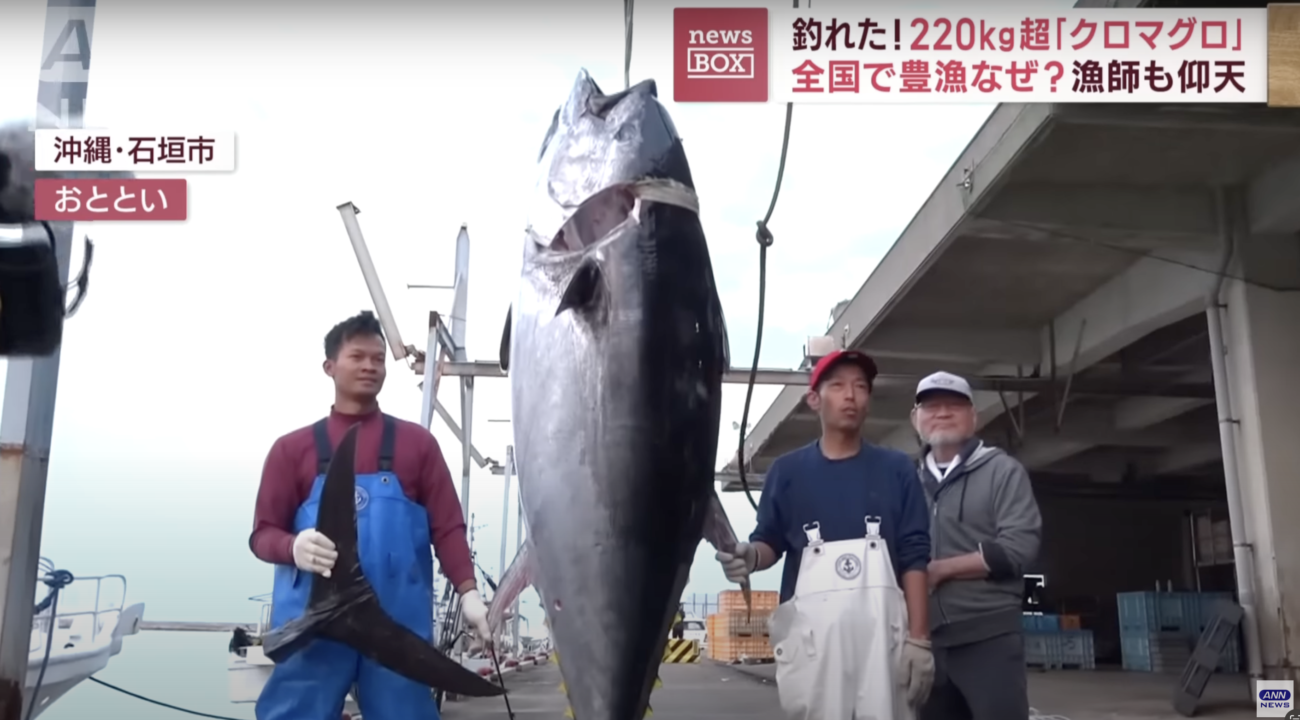 【やはり昆虫食はいらない】マグロが豊漁!!　200キロ超の大物マグロが全国各地で水揚げ　ブリも豊漁、石川県では昨シーズンの5倍以上の水揚げ量　