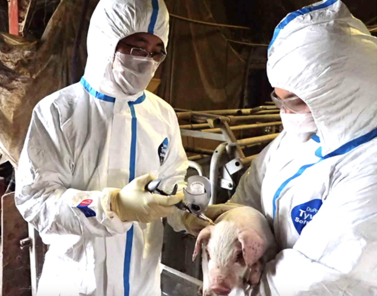 【またも群馬】ワクチン接種直後のブタが「豚熱」に感染したとして3900頭殺処分　家畜をワクチンで病気にし、食糧危機を演出するイルミナティ