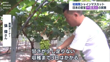 【泥棒の国・中国】日本からブランド果物の苗を盗んで栽培しボロ儲け　日本の損失数千億円