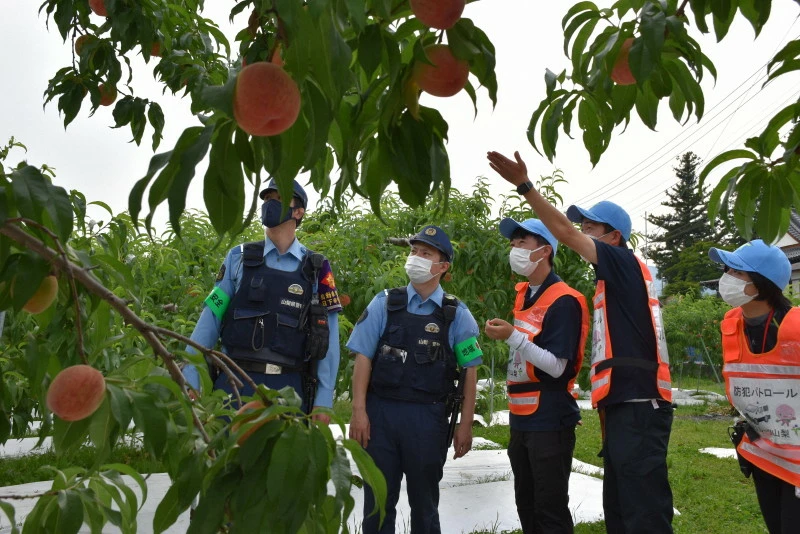 山梨県でまた新たに1000個の桃が盗難被害　日本政府は全く対策を取らず