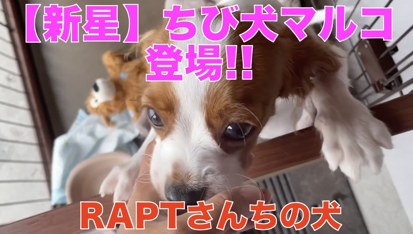 【新星】ちび犬マルコ登場!!〜RAPTさんちの犬
