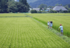 東洋経済オンラインが『稲作が地球温暖化の原因になる』とのデマを報じ物議　稲作は6兆円相当の酸素を生み、気温上昇を抑制