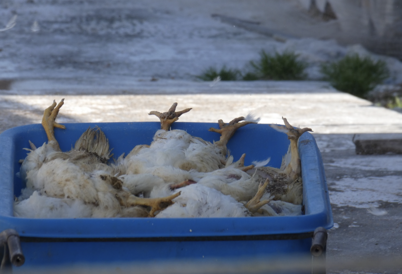 【捏造される食糧危機】茨城県で鳥インフルエンザにより111万羽の鶏が殺処分　鹿児島県でも2万4000羽が殺処分　全国各地で養鶏場の火災も相次ぐ