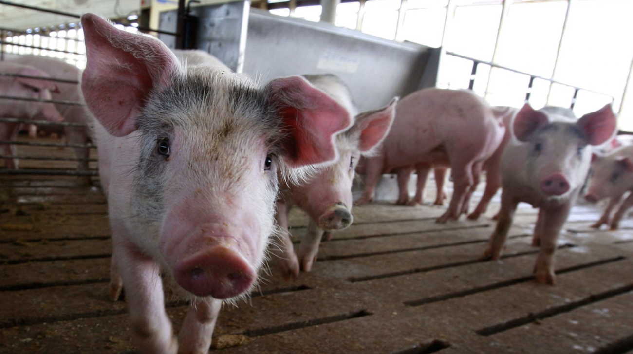 【さらに捏造される食糧危機】アフリカ豚熱の感染がアジア全域に拡大　次は豚が狙われる
