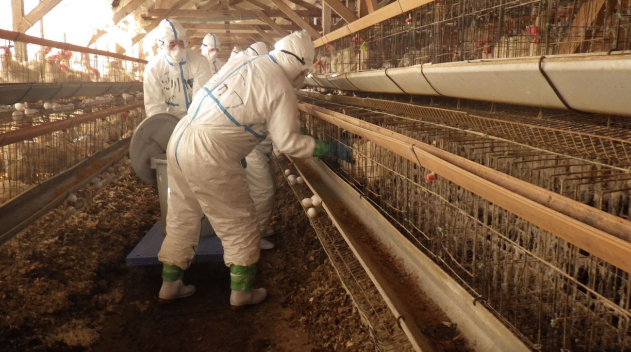 【ねつ造される食糧危機】今シーズンの鶏の殺処分、合計で1500万羽を超える