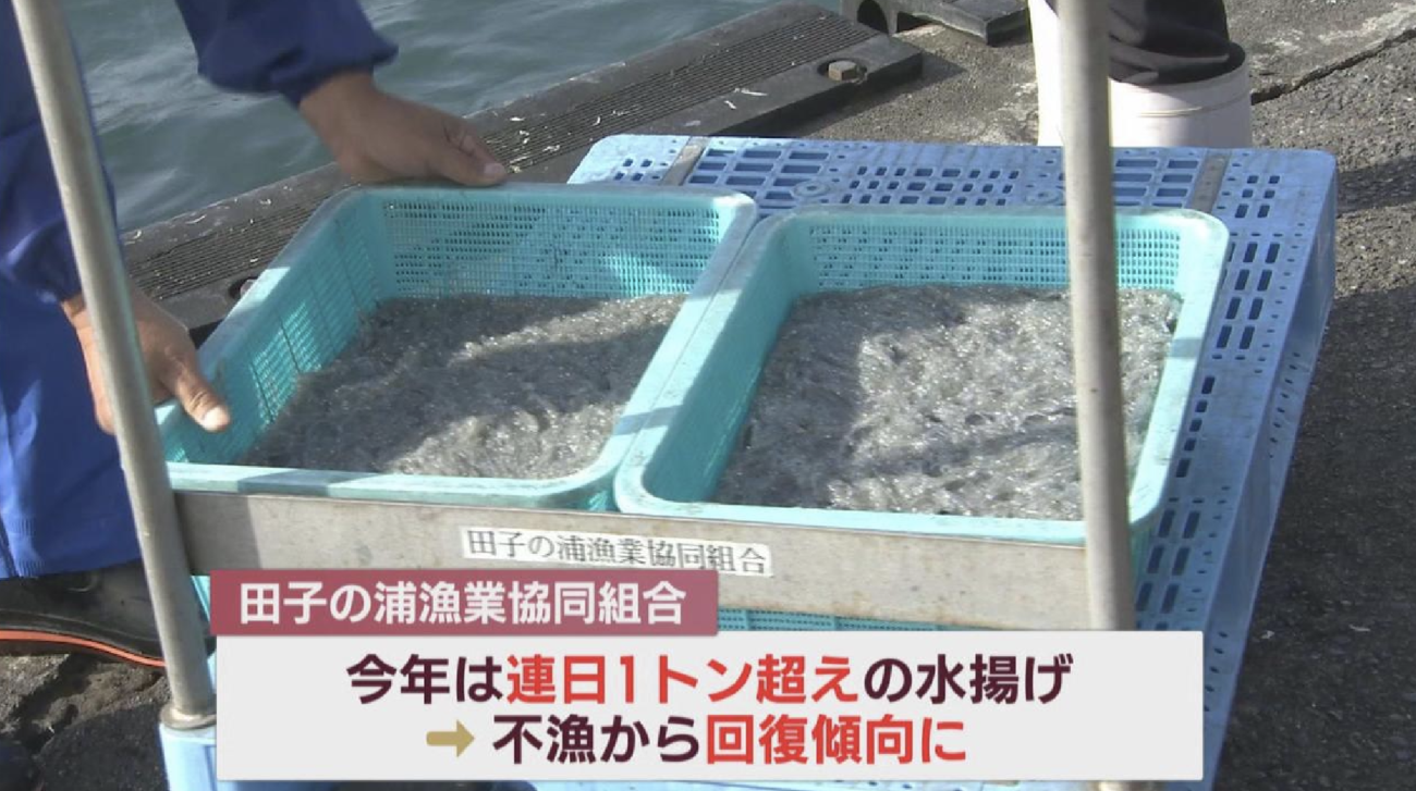 【やはり昆虫食は必要なし】静岡県、サクラエビに続いてシラスも豊漁　連日1トン超え、昨年の3〜4倍の水揚げ量　地元の食堂がにぎわう