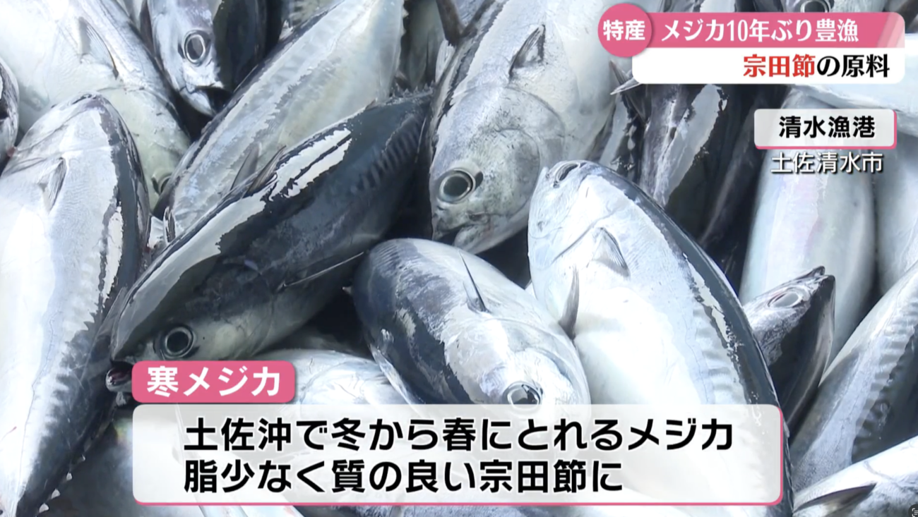 【自然が昆虫食を排除】高知県特産のメジカ（ソウダガツオ）が10年ぶりの豊漁　年間平均漁獲量700トンのところ、今年2月だけで640トン、３月は1600トン