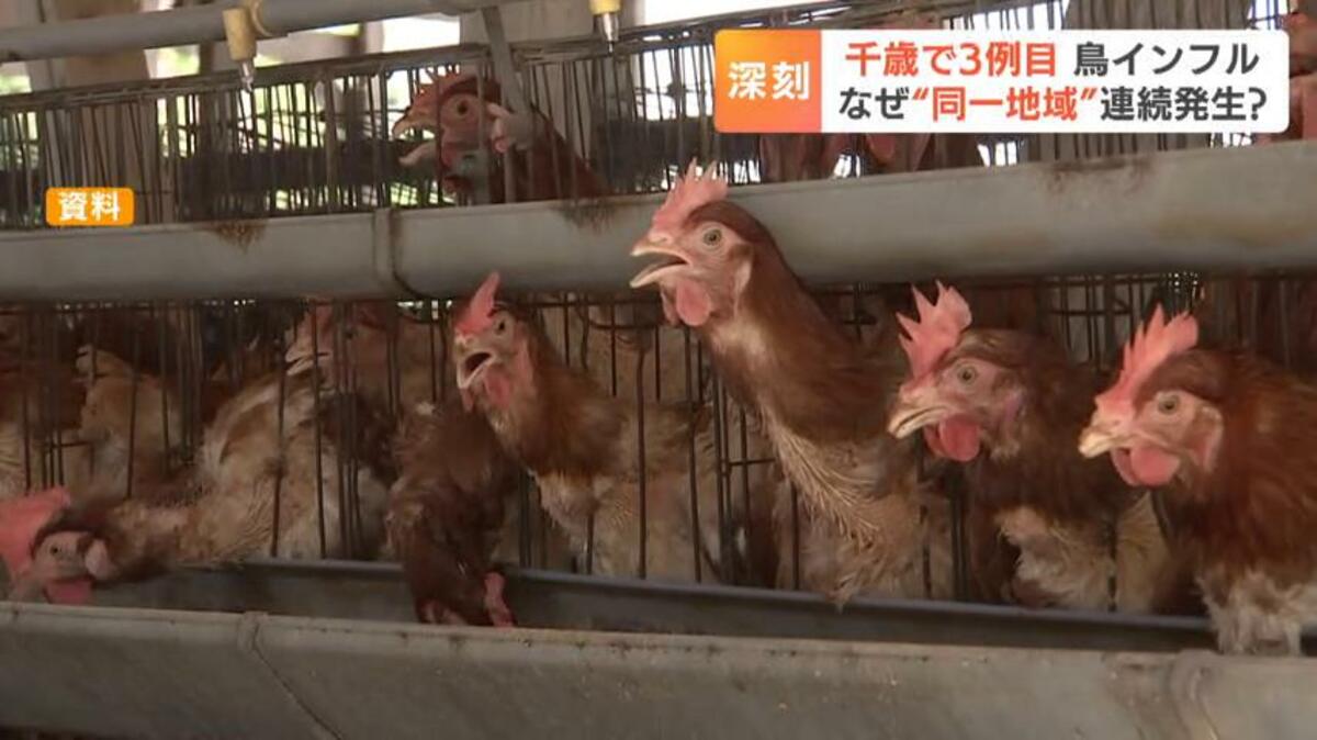 【北海道千歳市】3箇所の養鶏所で鳥インフルエンザ感染、道内の3割りにあたる180万羽を殺処分・搬出制限　卵の品薄が深刻化