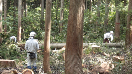 来年度から『森林環境税』が導入　一人あたり1000円を徴収