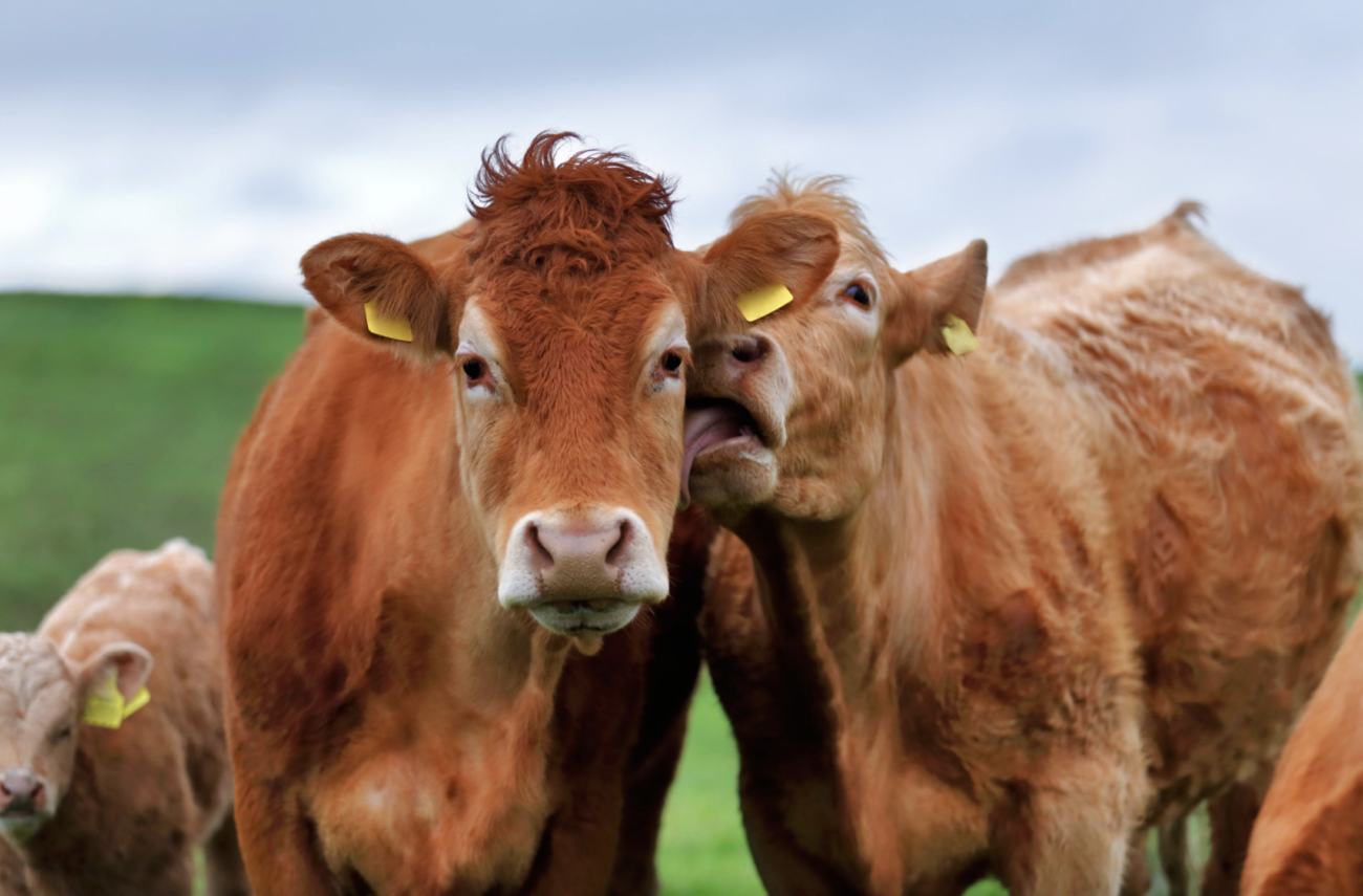 【狂気の沙汰】アイルランド、EUの気候変動目標達成のため牛20万頭を殺処分する計画を検討　費用は2億ユーロ（約297億円）