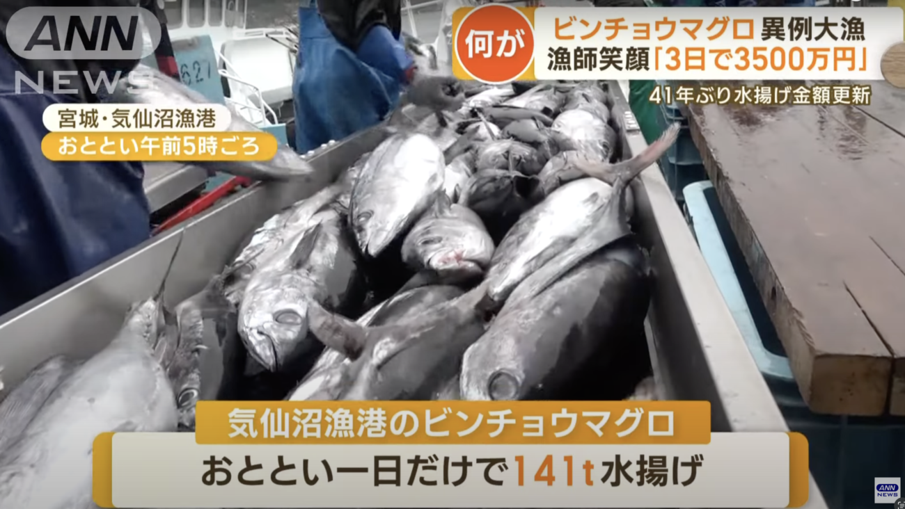 【食料危機が来ない日本】宮城県気仙沼でビンチョウマグロが41年ぶりの豊漁　3日で3500万円、他の魚種と合わせて１日5億8000万円、過去最高額