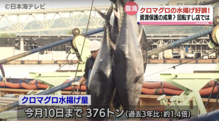 【食料危機が来ない日本】島根県でも『クロマグロ』が豊漁　過去3年に比べ1.4倍の水揚げ量　『ビンチョウマグロ』や『カツオ』も各地で豊漁