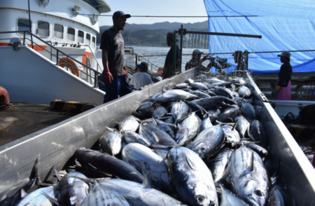 【食料危機が来ない日本】宮城県・気仙沼市で生鮮カツオが豊漁　昨年一年間の総量8379トンをシーズン中盤で上回る8904トンの水揚げ