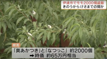 【福島県伊達市】収穫前の桃2000個が盗難　ほぼ同時刻に格安で桃を販売する軽トラックが都内で多数目撃される
