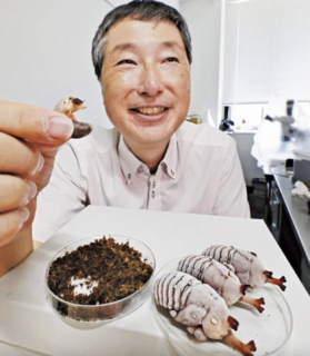 【未だに諦めない昆虫食】九州大学、『カブトムシ』のサナギを食用や家畜飼料として大量養殖する実験を開始　ほのかなエビの香り