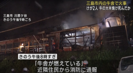 静岡県三島市の牛舎で火事、30頭の乳牛が焼死　国民は“単なる事故”と扱う消防や警察に不信感