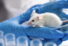 【危険】ファイザー製オミクロン『XBB.1.5』対応のコロナワクチン、マウス10匹でしか試験されていないことが判明　モデルナ製は50人の臨床試験で1人の有害事象
