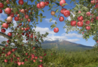 【食料危機が来ない日本】青森県の2022年産リンゴ販売額、過去最高の1184億円　品質高く、輸出も好調