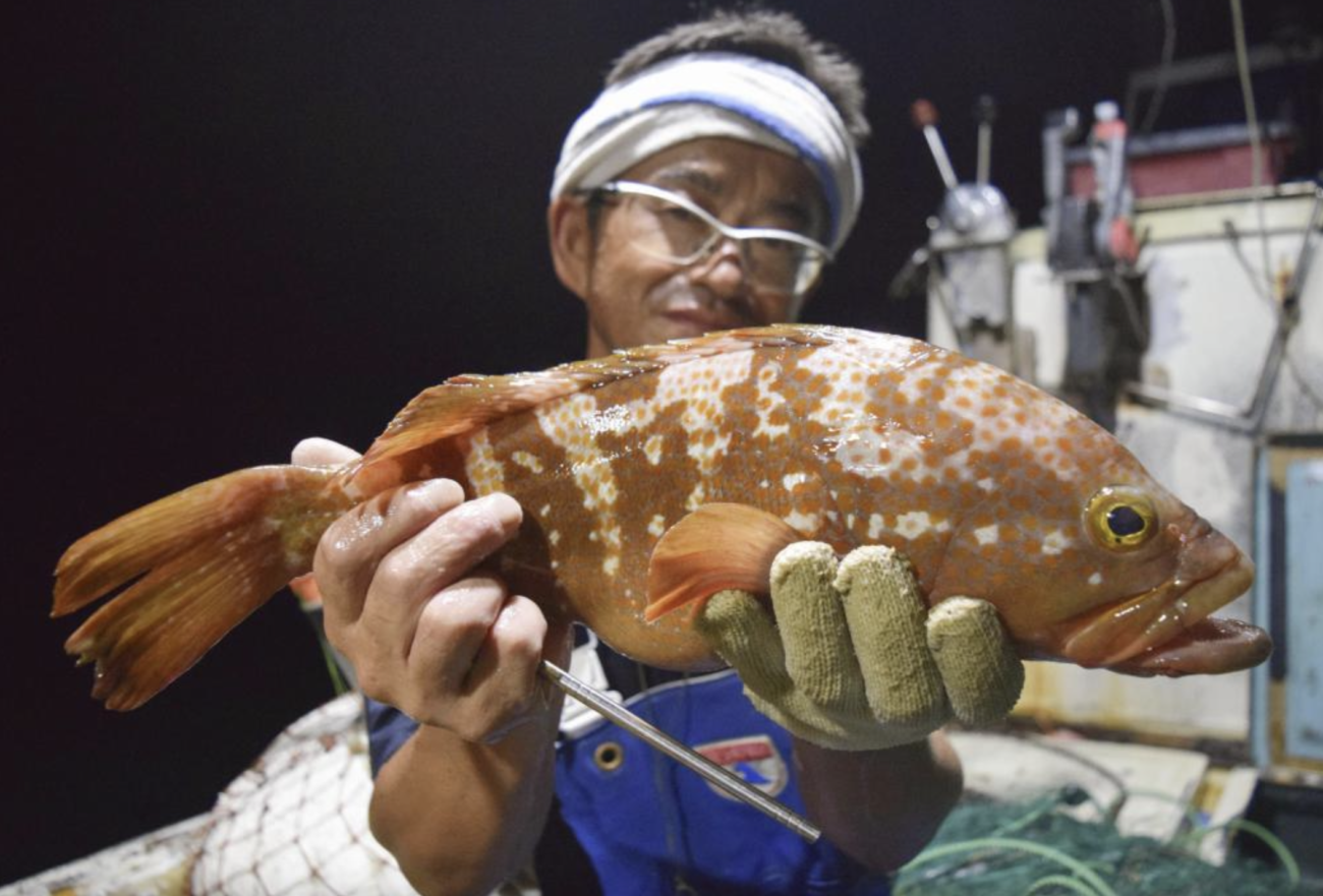【食料危機が来ない日本】高級魚ハタが豊漁　10年前の1.8倍　秋サケも豊漁予想　初競りで「1匹8万円超」ここ数年で最高値に