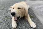 犬たちが喧嘩して地獄のようになったドックランが、RAPTさんに電話した瞬間、天国に変わった奇跡‼︎（十二弟子・NANAさんの証）
