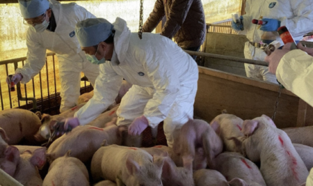 存在が証明されていない『豚熱』のワクチン接種費用に月10万円　農家に大きな負担