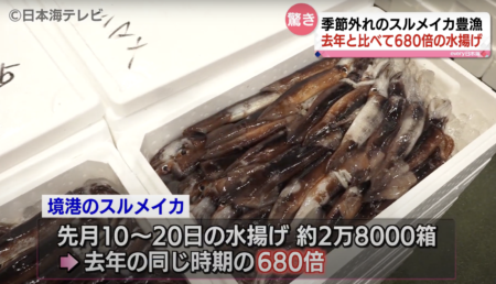 【食料危機が来ない日本】鳥取県で、この時期に獲れないはずの『スルメイカ』が豊漁　昨年の680倍の水揚げ