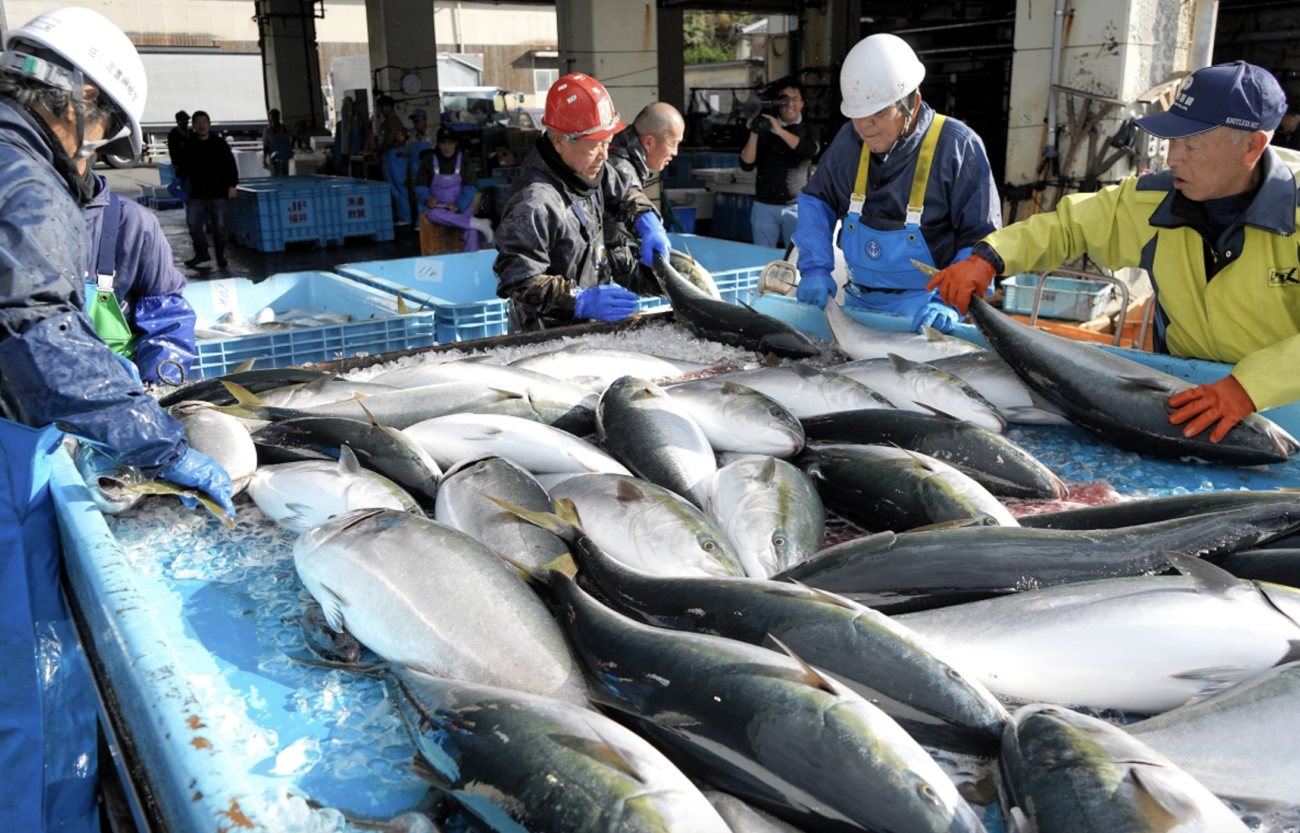 【食料危機が来ない日本】福井県美浜町で寒ブリが豊漁、昨季の5倍超、過去45年間で最高を記録