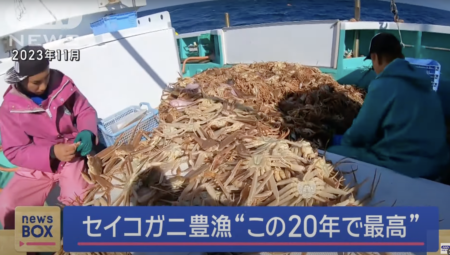 【食料危機が来ない日本】越前ガニの雌『セイコガニ』が豊漁、水揚げ量は過去20年間で最高を記録