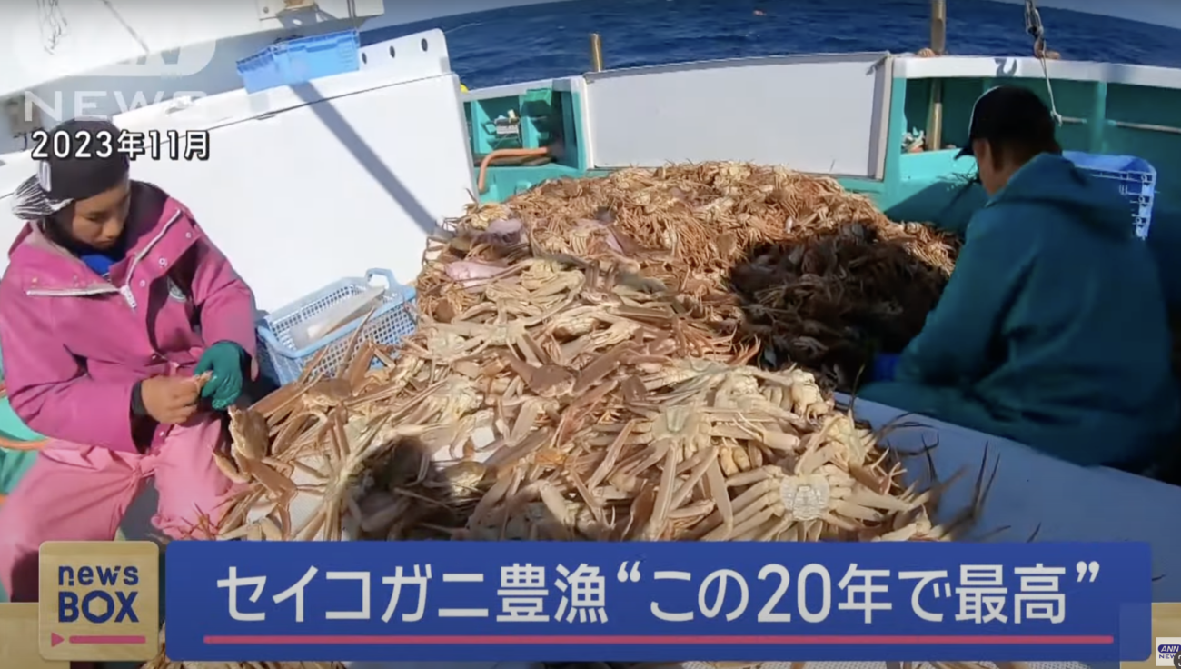 【食料危機が来ない日本】越前ガニの雌『セイコガニ』が豊漁、水揚げ量は過去20年間で最高を記録