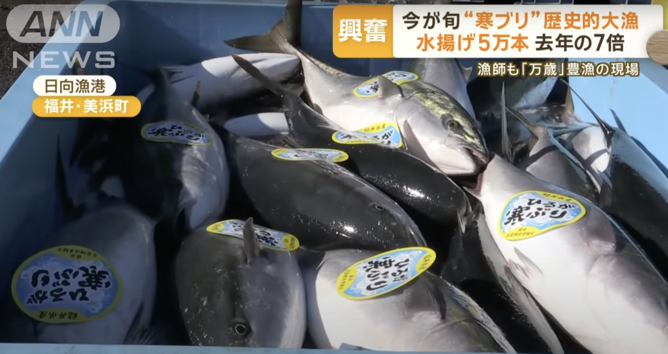 【食料危機が来ない日本】『寒ブリ』が歴史的豊漁　昨季の7倍以上　売値は4割安に「大変うれしいですね。万歳、万歳、万歳です」