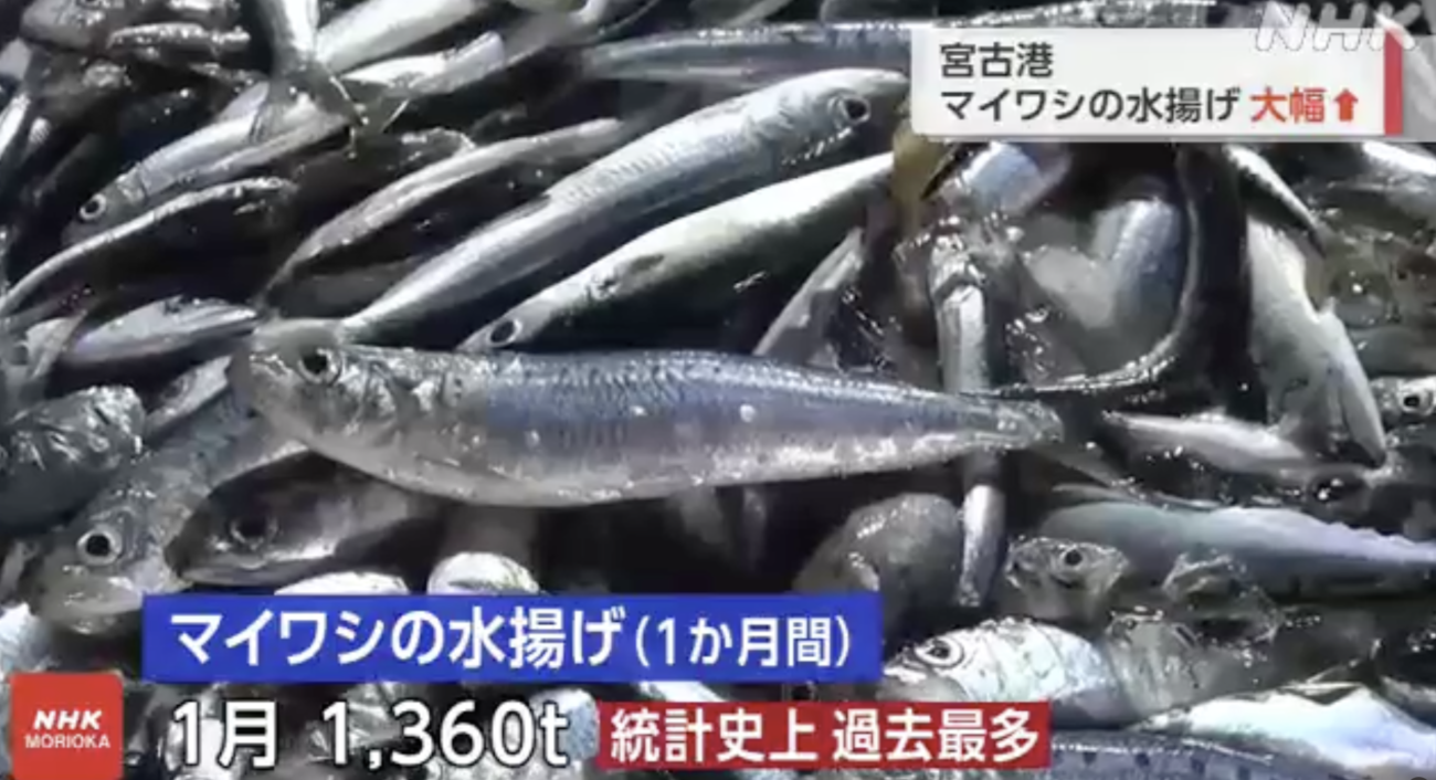 【食料危機が来ない日本】岩手県宮古港、マイワシが豊漁　約1ヶ月で去年1年の水揚げ量を上回り、過去最多を記録