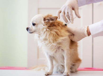 犬用混合ワクチンの副作用で死亡する犬が続出　“犬の腎臓細胞・水銀・アルミニウム”など多数の有害物質を含有していることが判明
