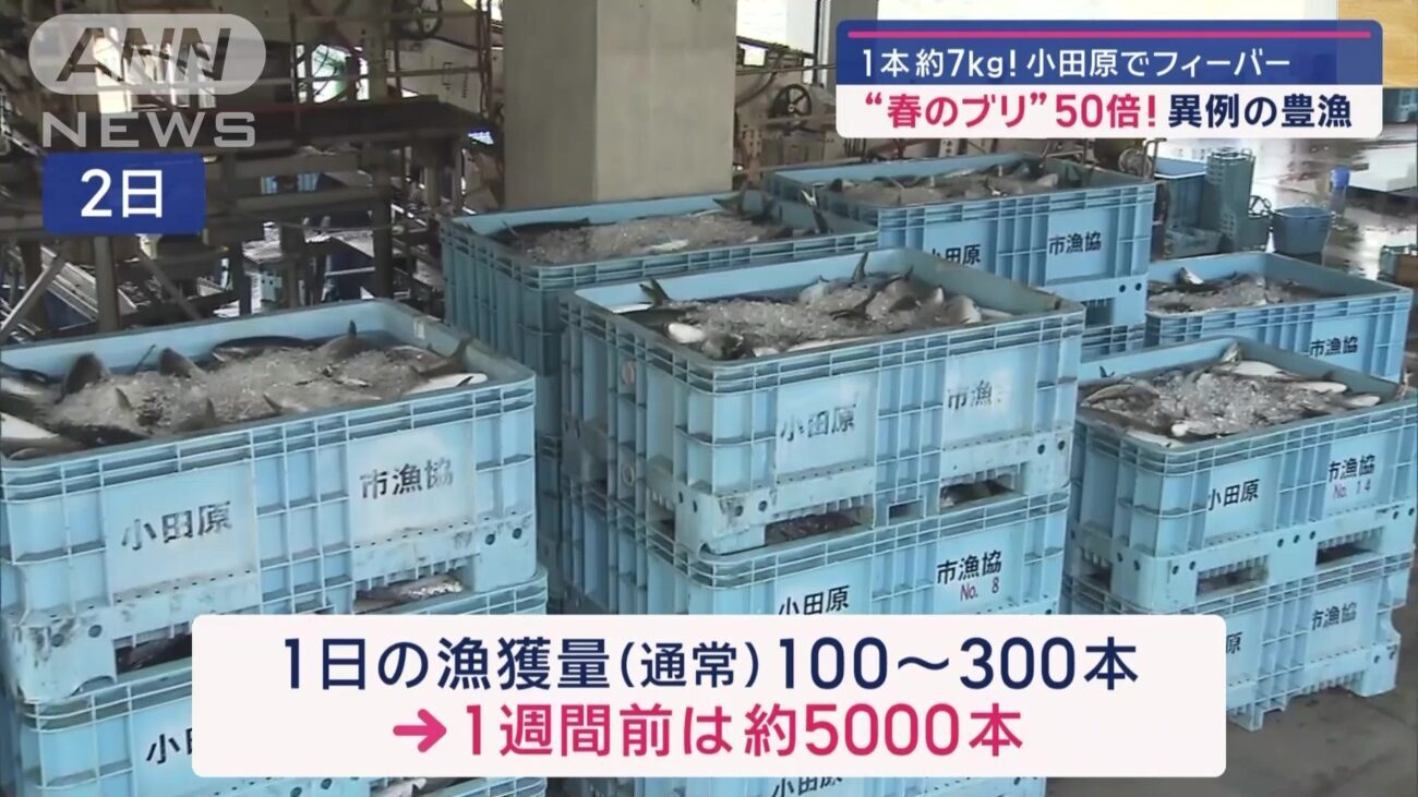 【食料危機が来ない日本】小田原漁港でブリが豊漁　例年の50倍の水揚げ　刺身の値段は4割安に