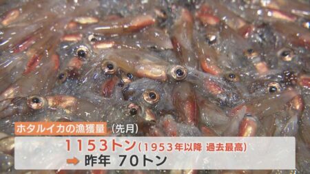 【食糧危機が来ない日本】富山湾、ホタルイカが記録的な豊漁　3月の漁獲量1153トン、過去70年間で最高