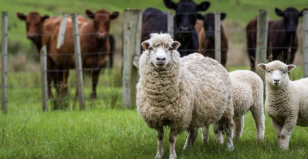 【ニュージーランド】世紀の愚策『牛・羊げっぷで農家への課税』を中止　世界初の計画を撤回