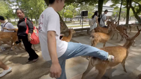 中国人観光客が奈良公園で天然記念物の鹿を蹴り、批判殺到　中国人は「日本人が蹴った」と中国人犯行説を否定