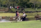 奈良公園の鹿が中国人を襲撃　暴力を振るい、ゴミを食べさせた虐待行為に反撃開始