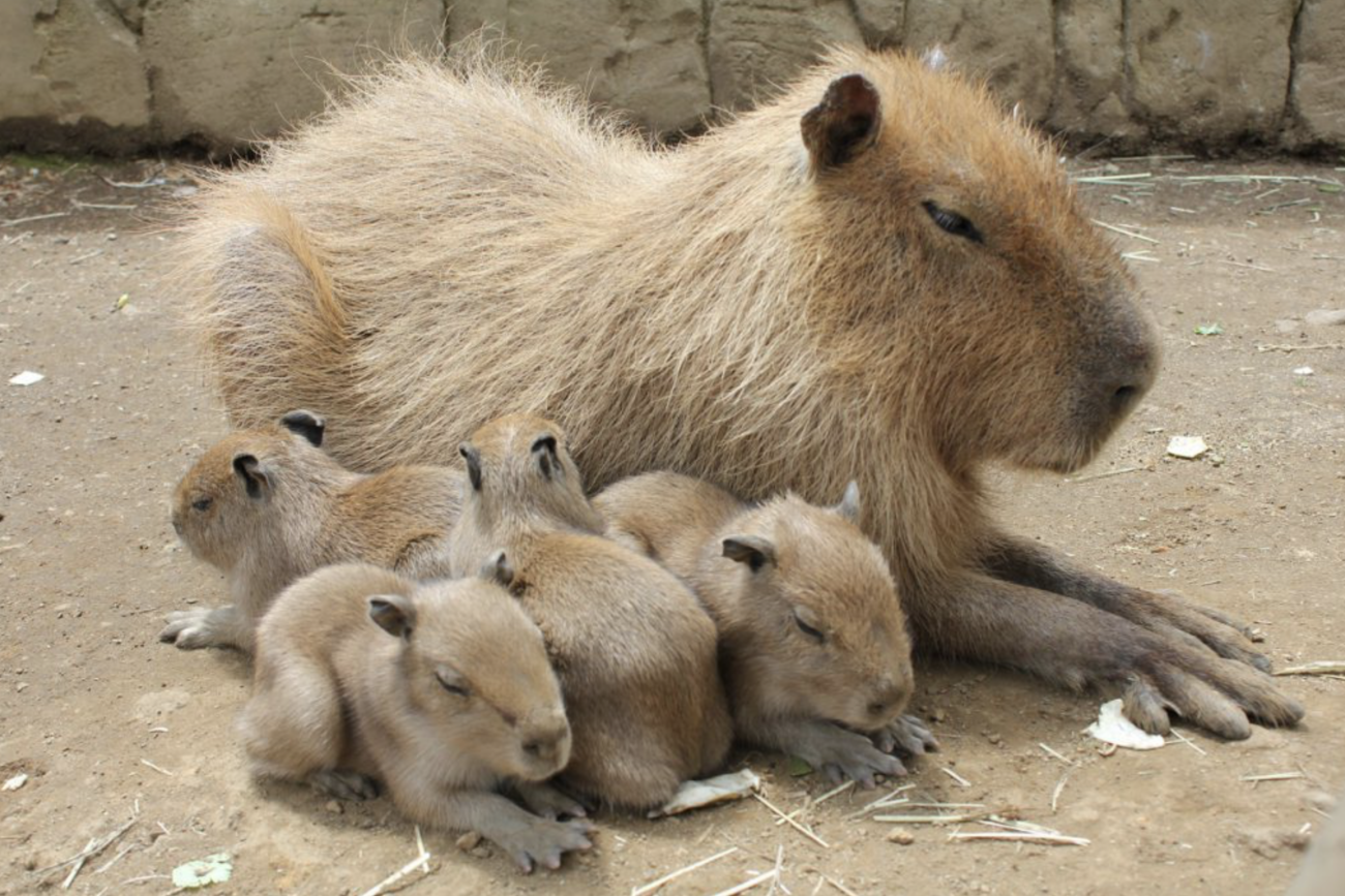 【動物虐待】中国人観光客、伊豆シャボテン公園のカピバラに洗濯バサミを食べさせ、批判殺到　誤飲すれば死亡する可能性も