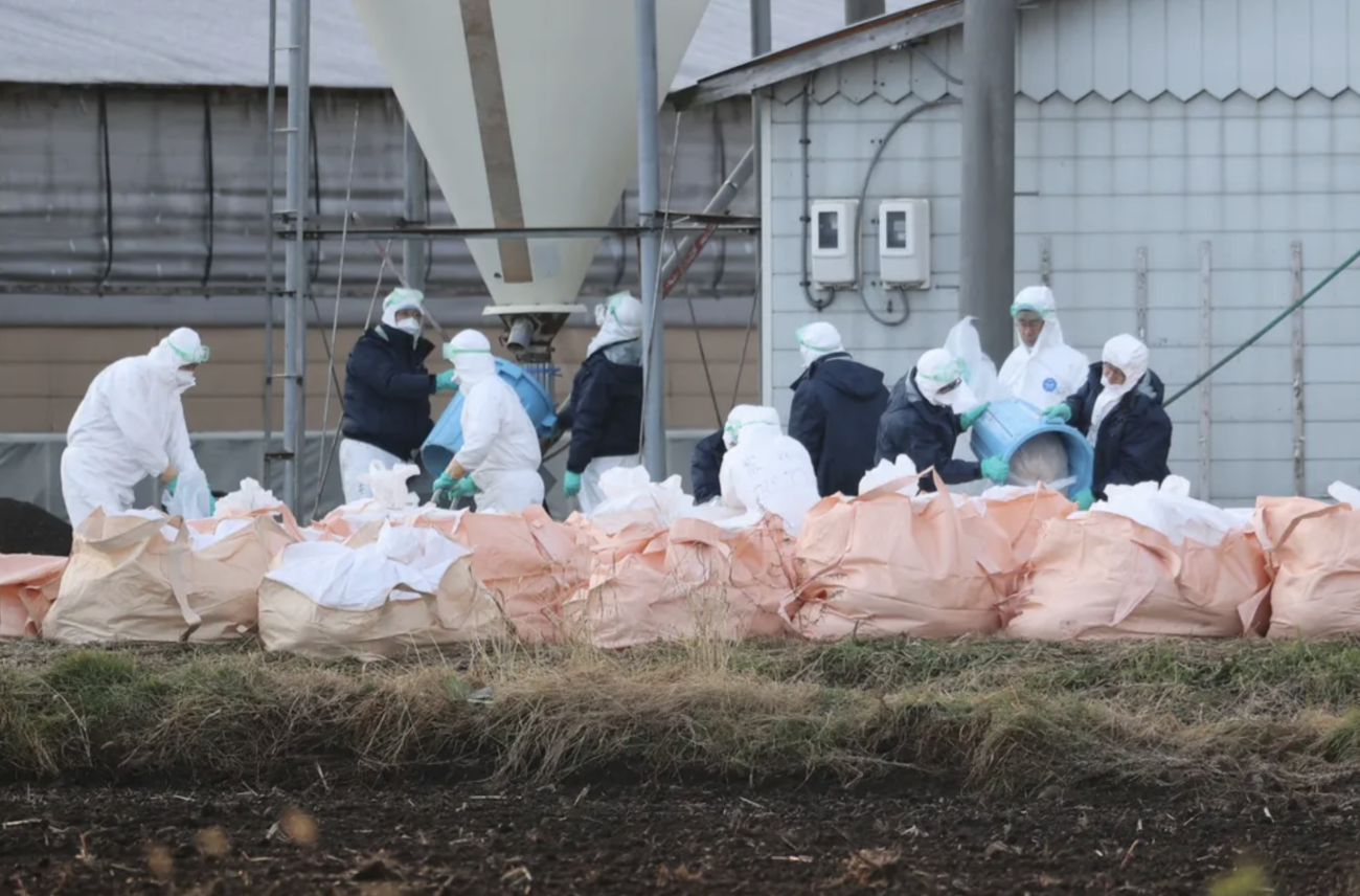 日本各地で鳥インフルエンザの感染が相次ぐ　今シーズンは10月17日に国内1例目が確認されて以降、既に約108万3000羽が殺処分