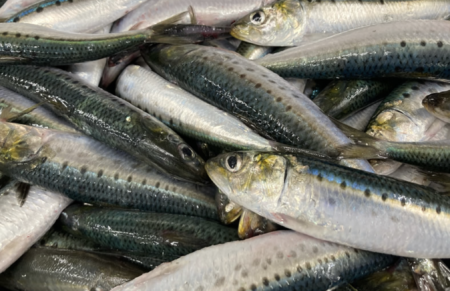 【食糧危機が来ない日本】三浦半島でイワシが豊漁　都内の鮮魚店で1尾10円で販売