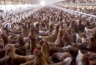 世界最大の鶏肉輸出国・ブラジル、養鶏場で鳥インフルエンザ検出　日本など世界各国への鶏肉輸出を一時停止　国内の供給に影響が出る恐れ
