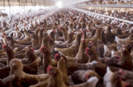 世界最大の鶏肉輸出国・ブラジル、養鶏場で鳥インフルエンザ検出　日本など世界各国への鶏肉輸出を一時停止　国内の供給に影響が出る恐れ
