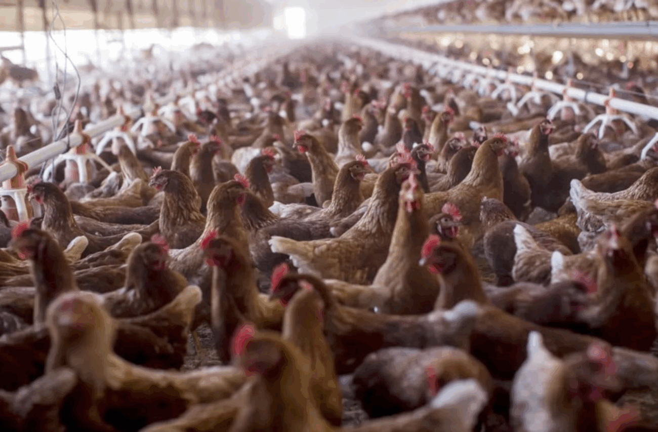 世界最大の鶏肉輸出国・ブラジル、養鶏場で鳥インフルエンザ検出 日本など世界各国への鶏肉輸出を一時停止 国内の供給に影響が出る恐れ
