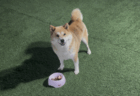 RAPTさんのアドバイスで飼い犬たちの問題が直ちに解決し、犬たちの表情がキラキラと輝きはじめた！（十二弟子・KAWATAさんの証）
